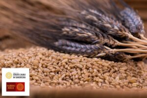 Grano-e-spiga_Sardo-Sole