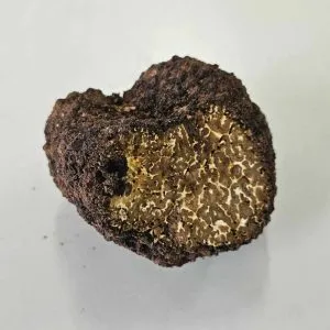 Tartufo nero intero su superficie chiara